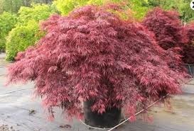 Dragon Tears Japanese Maple (Acer), 7 gallon