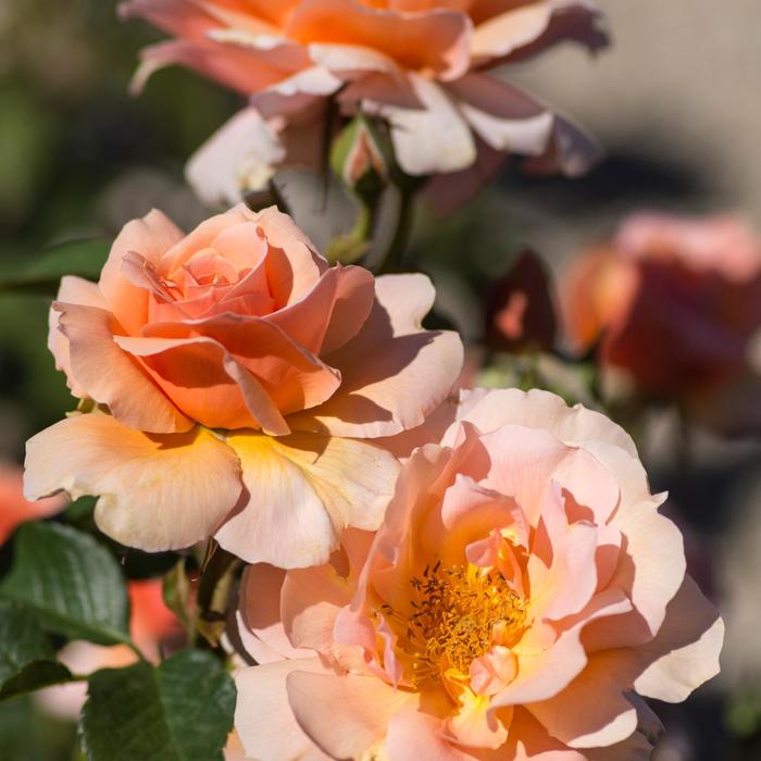 Drift Rose Apricot 3 Gal