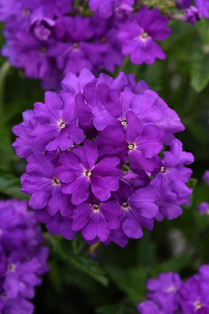 Verbena Cadet Upright White 1 Gal