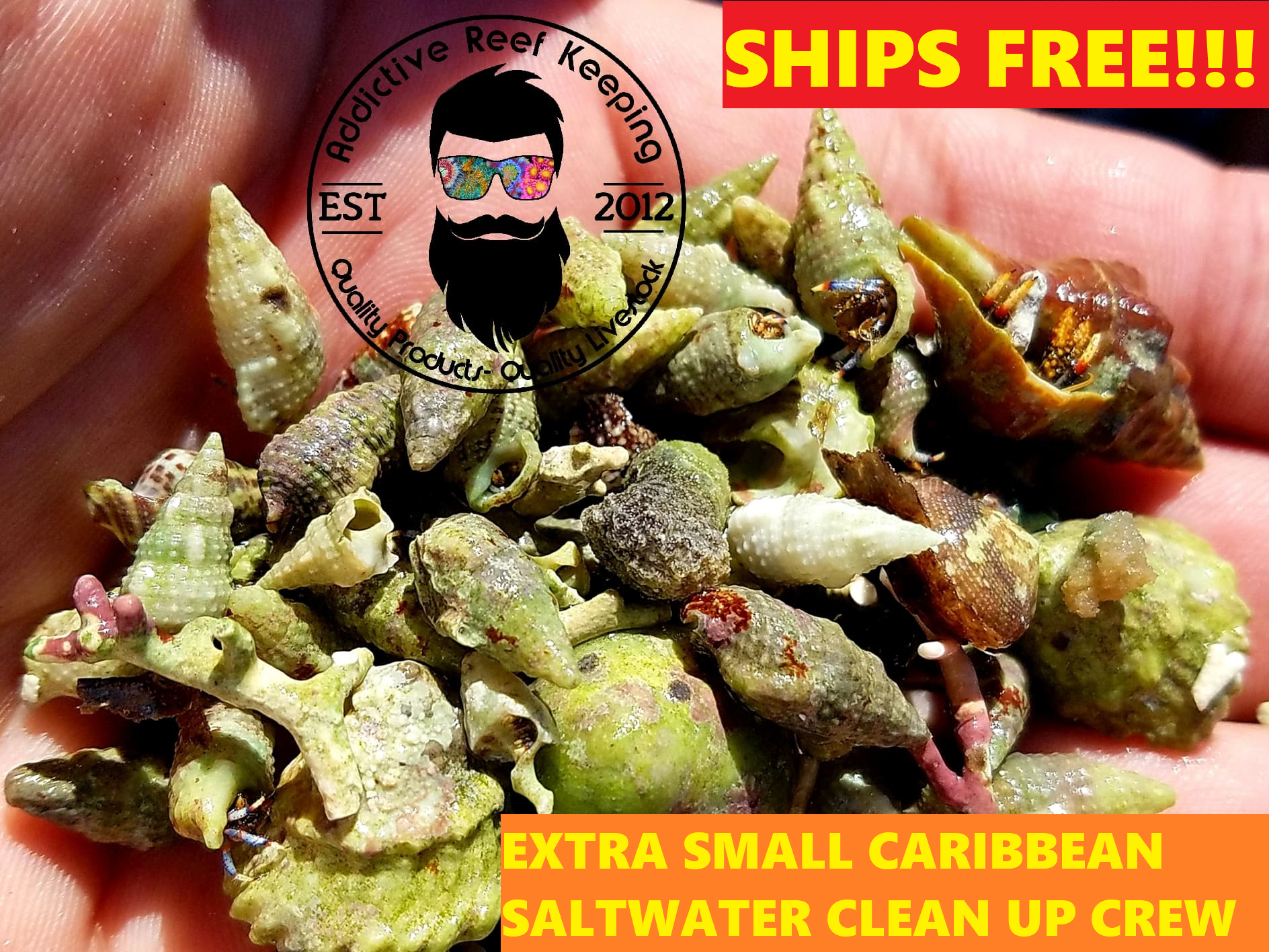 26 Mix N Match Extra Small Caribbean Emerald, Astraea, Nerite, Cerith Saltwater Clean Up Crew