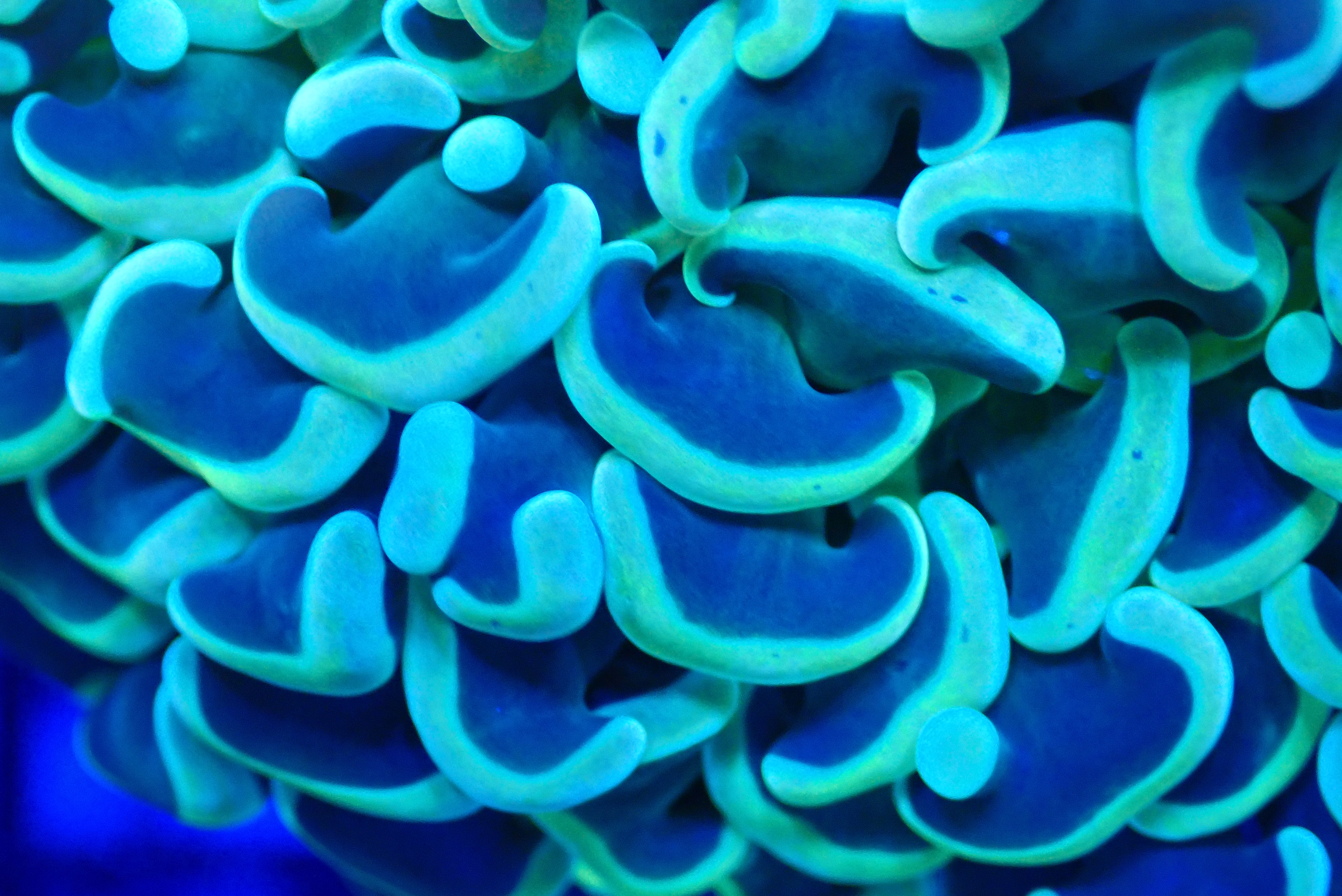 YELLOW HAMMER CORAL