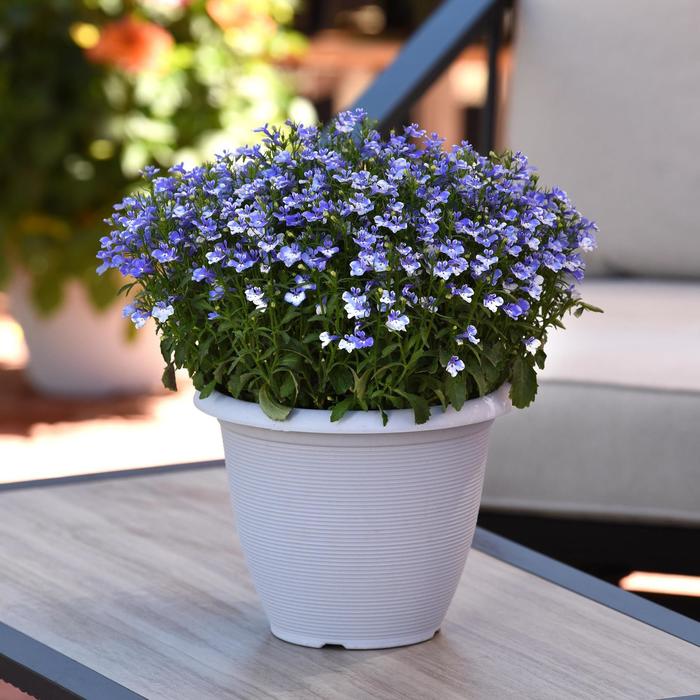 Lobelia Magadi Compact Dark Blue 1 Gal