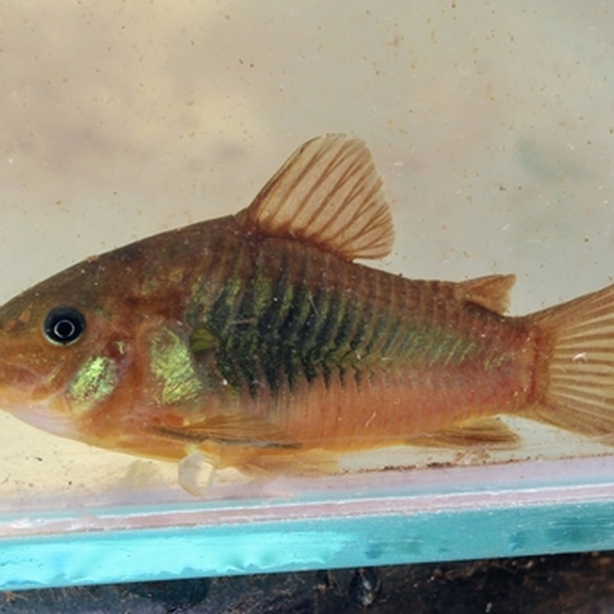 Gold Laser Cory
