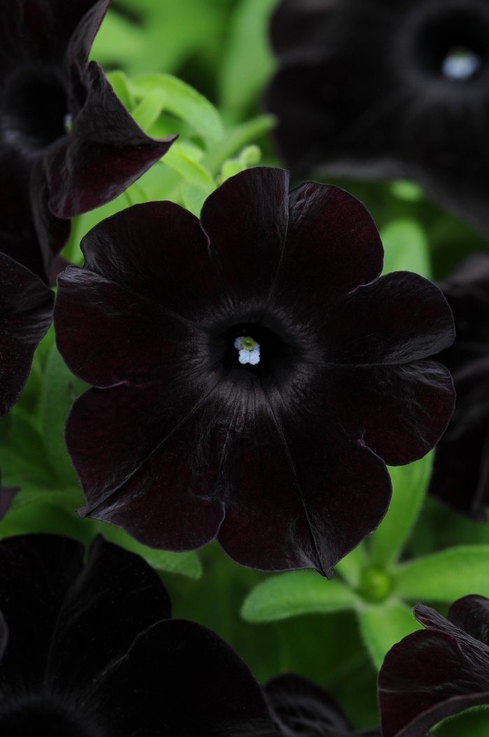 Petunia Ray Shadow Quart