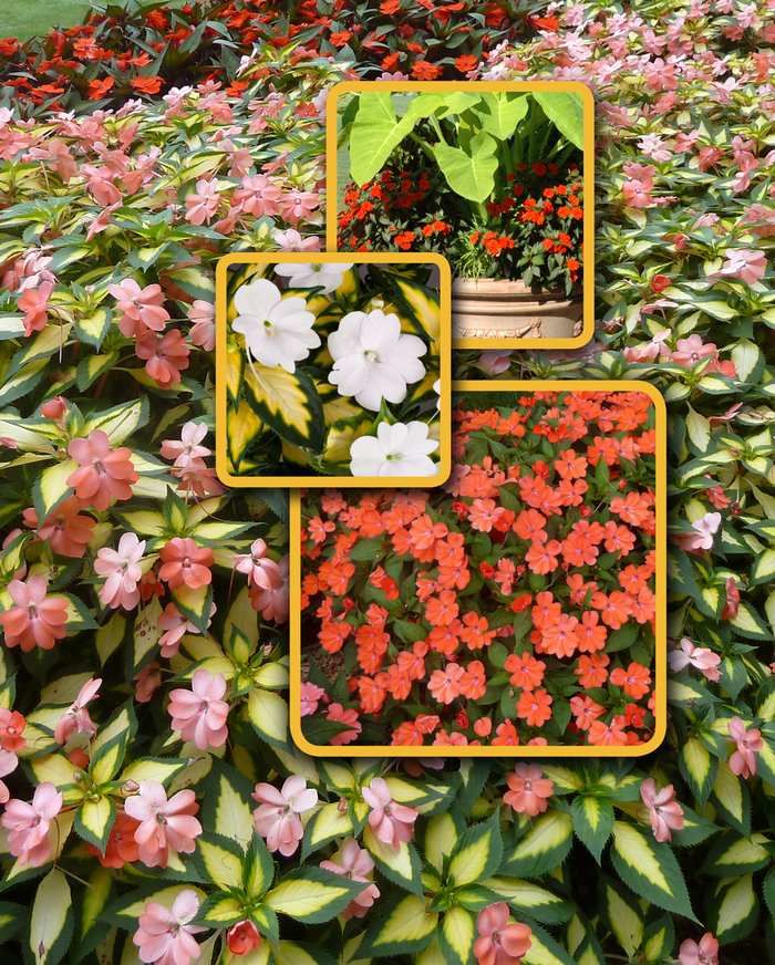 Sunpatiens Compact Fire Red 1 Gal