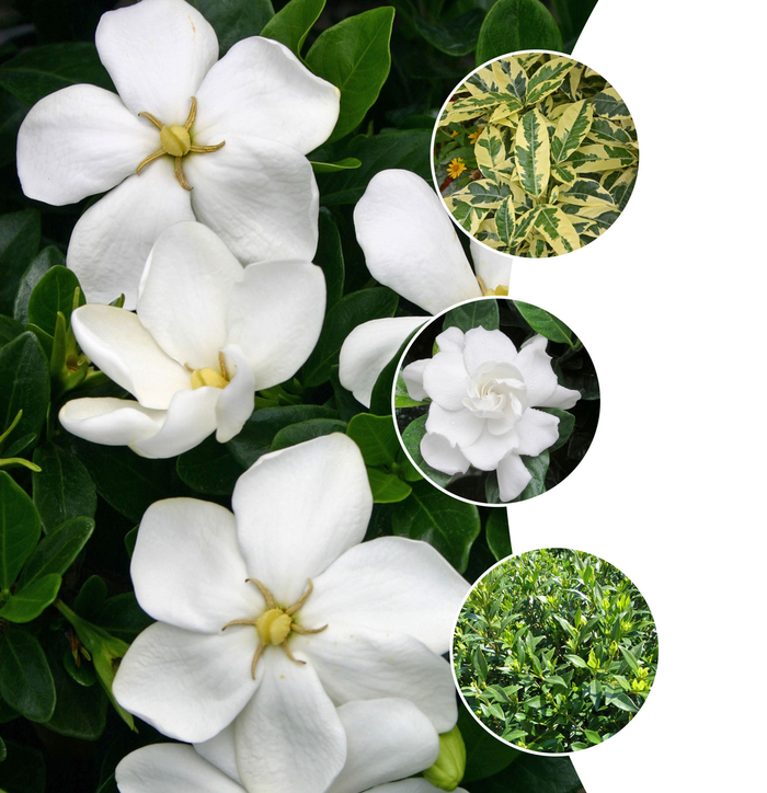 Gardenia Mystery 3 Gal