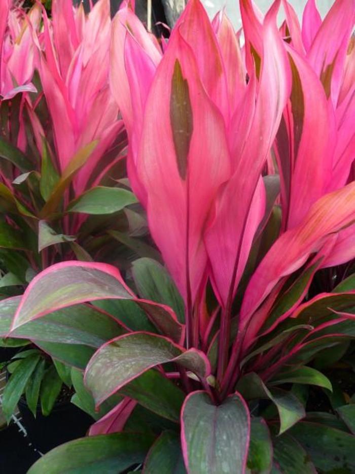 Cordyline Bryan's Diamond 10"