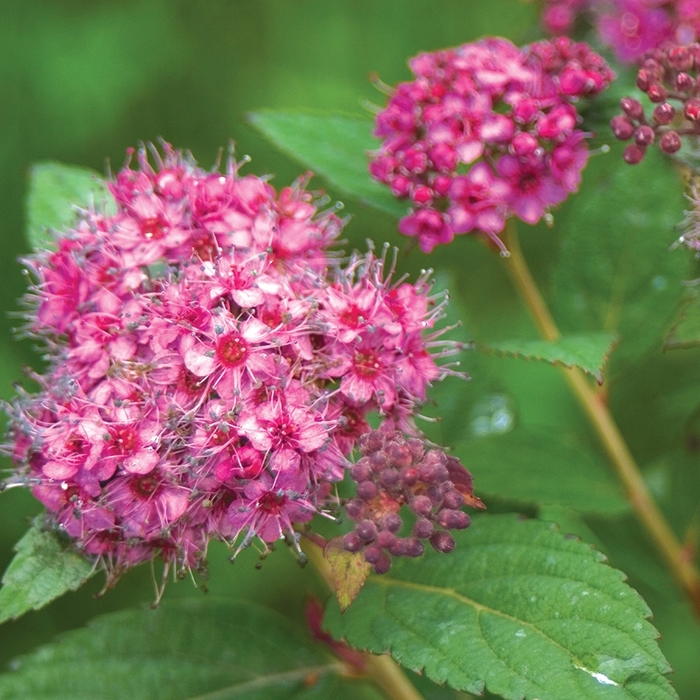 Spirea Double Play Candy Corn 3 Gal