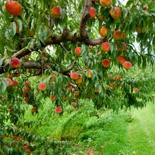 Elberta Peach (Prunus), 5 gallon