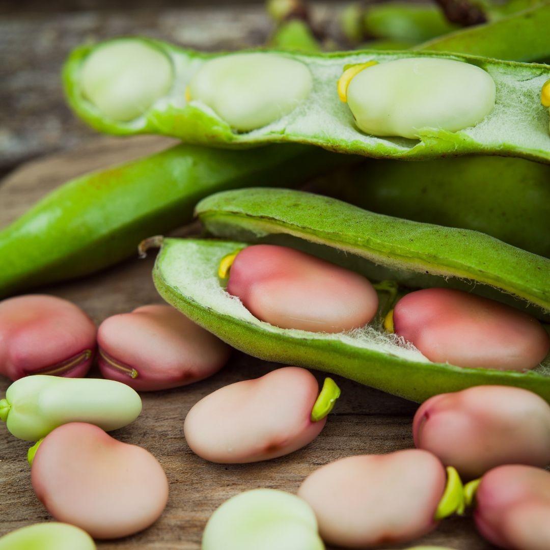 2x Plug Plants Broad Bean Pink Karmazyn Compact High Yield Variety
