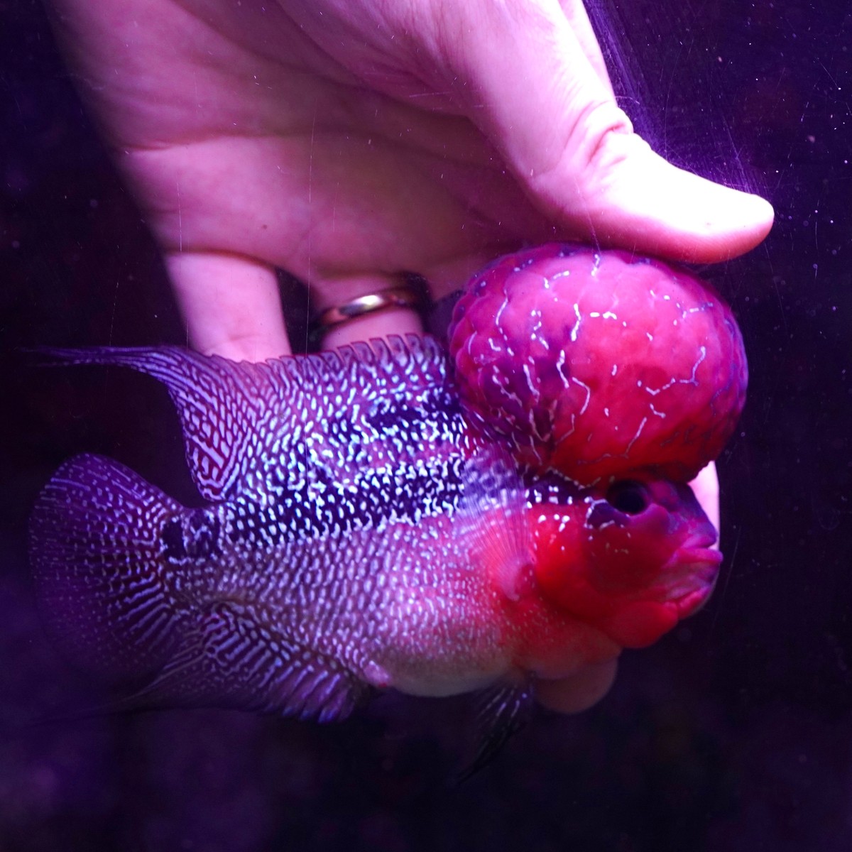 Super Red Dragon Flowerhorn