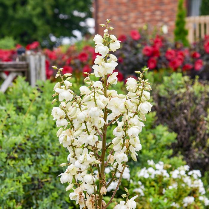 Yucca Silver Anniversary 3 Gal