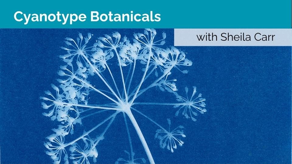 Cyanotype Botanicals
