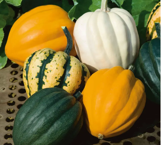 Acorn Squash