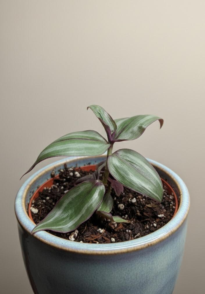 Tradescantia Zebrina Discolour - 1x Plug Plant - Interesting Variety - Hardy