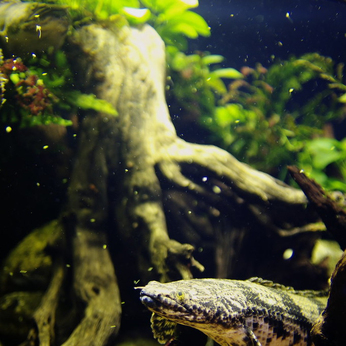 Albino Dinosaur Senegalus Polypterus Bichir