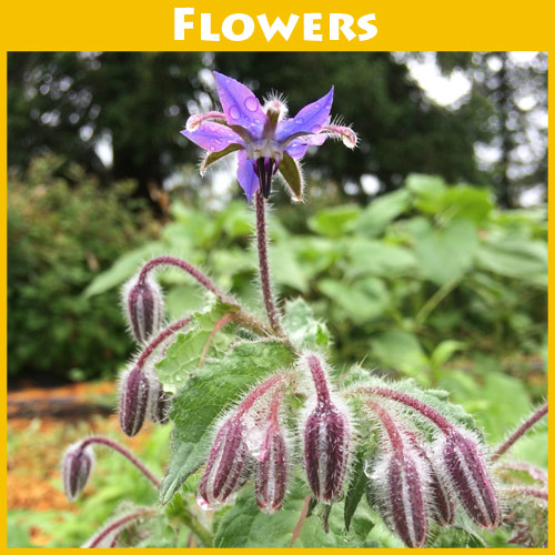 Borage