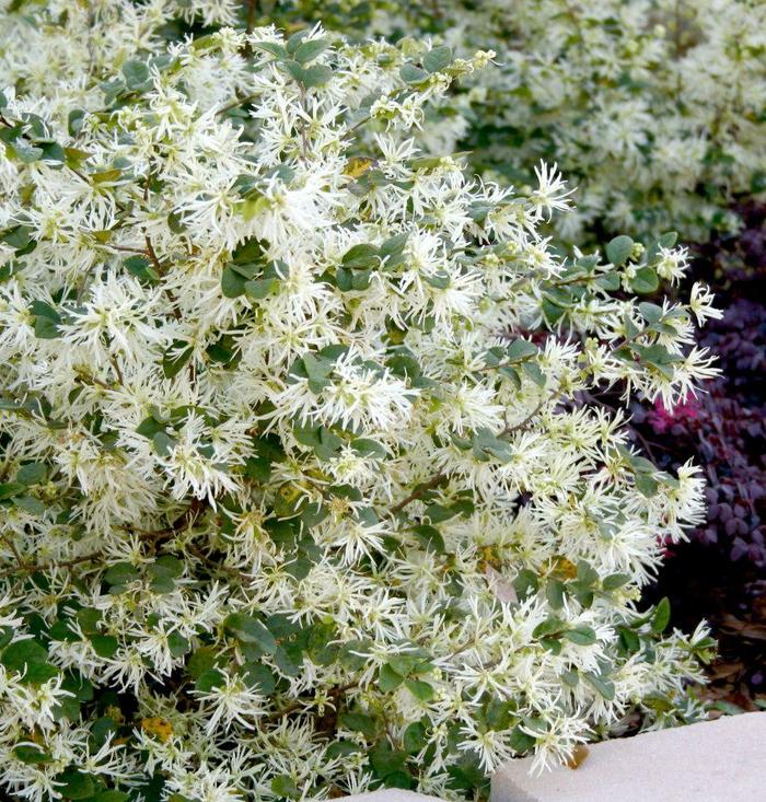 Loropetalum Garnet Flame 3 Gal
