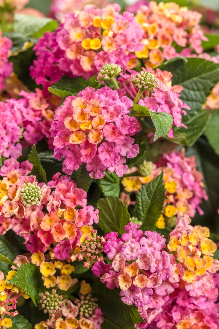 Lantana Luscious Lemon Tart Quart PW