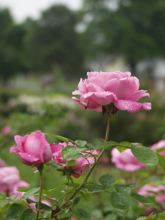 Drift Rose Scarlet 3 Gal