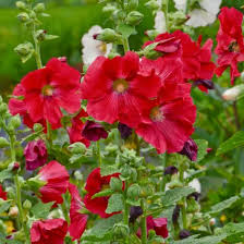Mars Magic Hollyhock (Alcea), 1 gallon