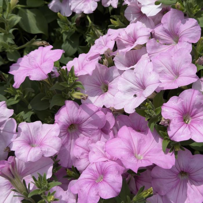 Petunia Easy Wave Midnight Quart
