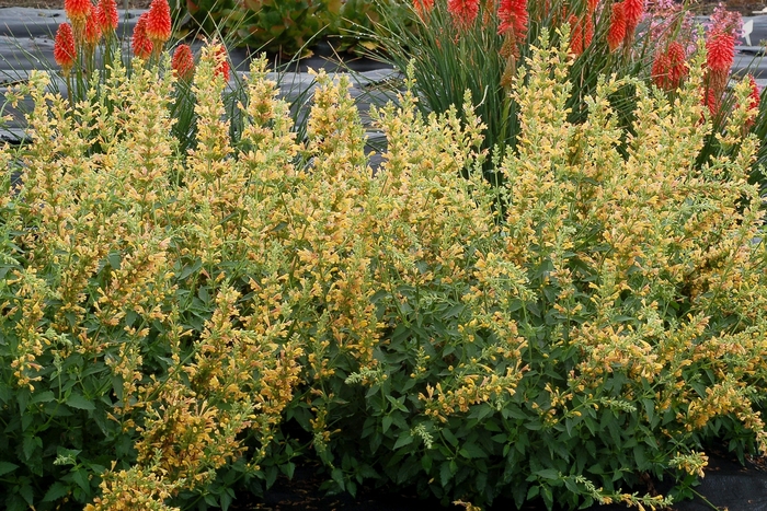 Agastache Maestro Coral 1 Gal PW