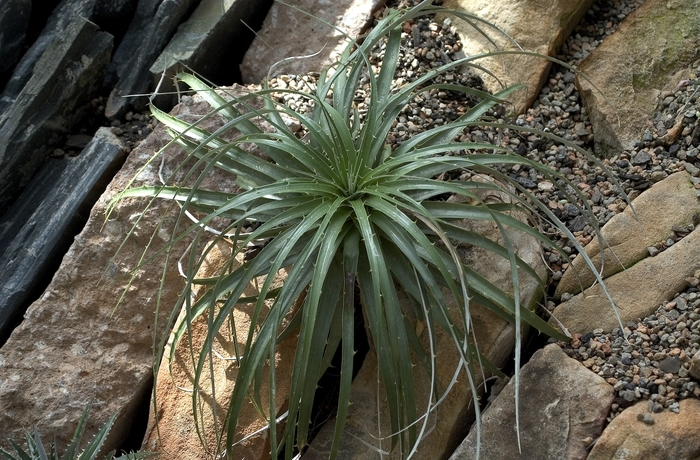 Areca Palm 25 Gal