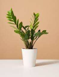 Zamioculcas zamiifolia (ZZ Plant)