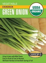 Evergreen Green Onion Seed Pack, Organic