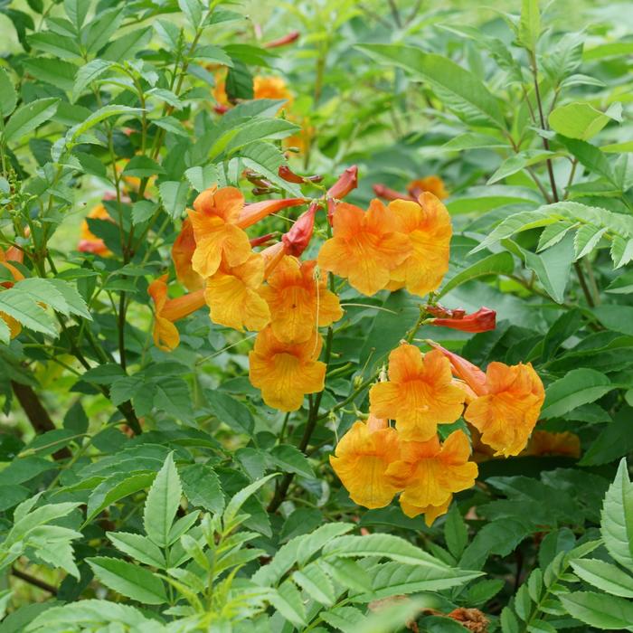 Esperanza Gold Star 2 Gal