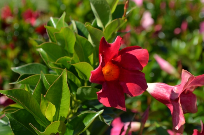 Dipladenia Bush 6"