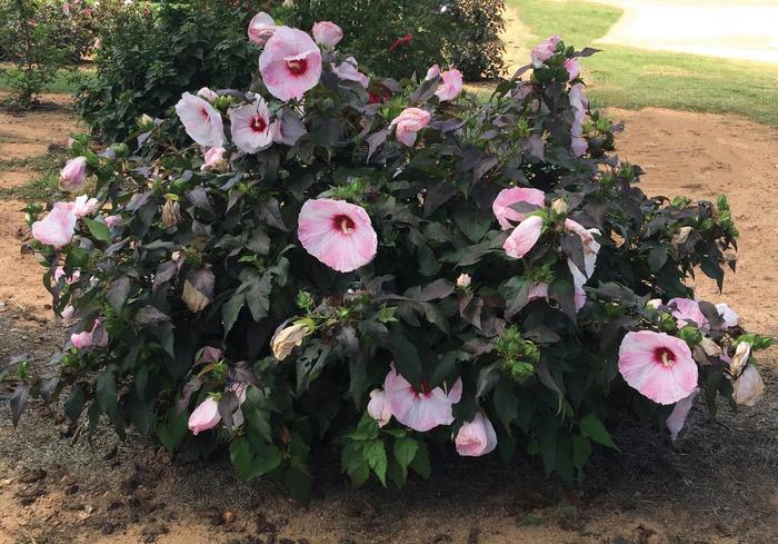 Hibiscus Head Over Heels Desire 3 Gal