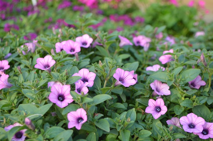 Petunia Supertunia Persimmon Quart PW