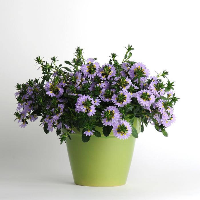 Scaevola Scalora Brilliant 1 Gal
