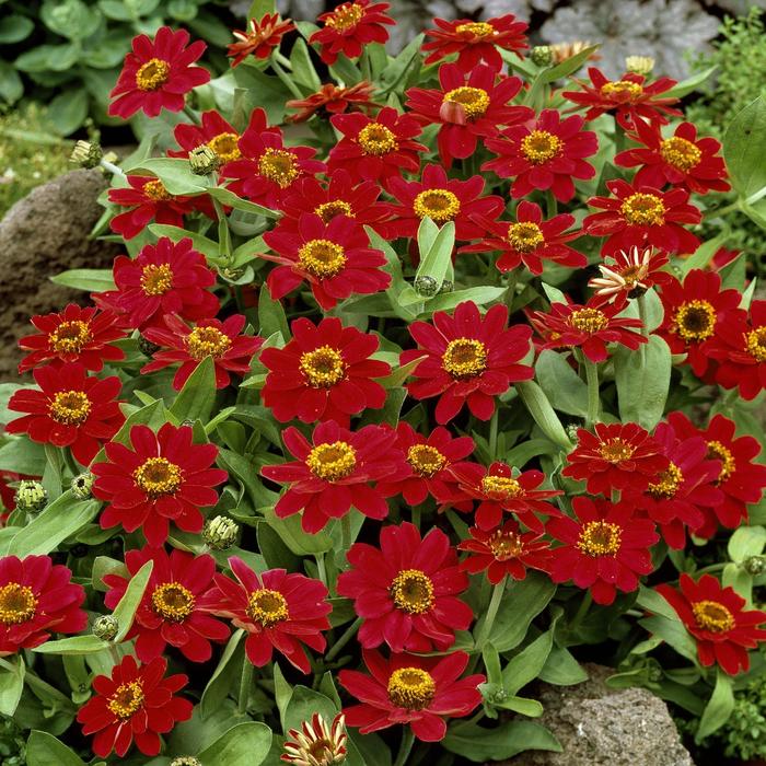 Zinnia Profusion Red Quart