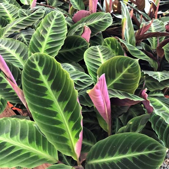 Calathea 'Jungle Velvet', 4"