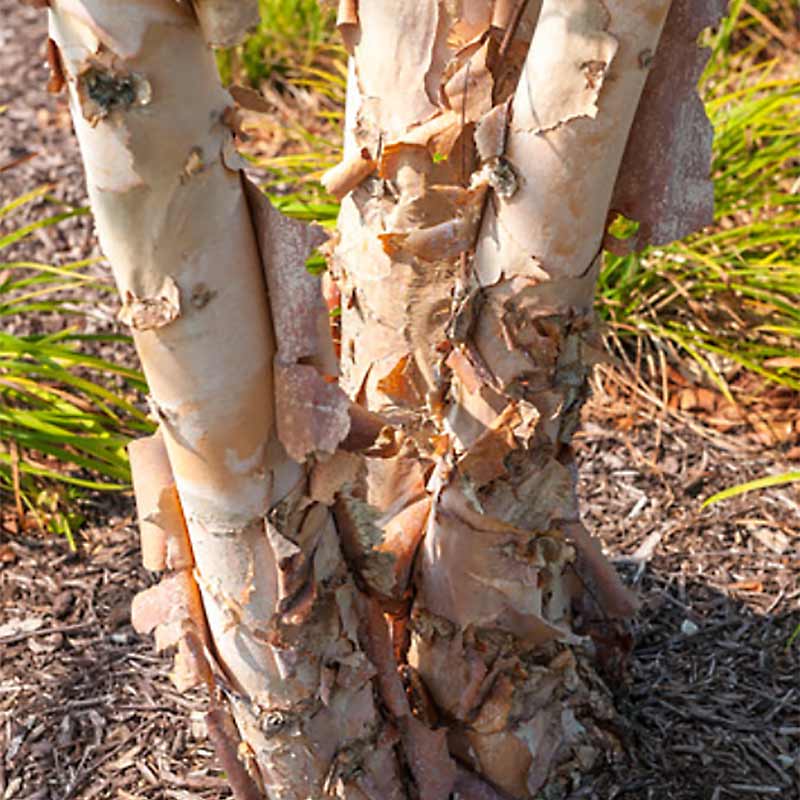 Betula nigra 'Cully'