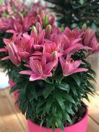 Tiny Pearl Asiatic Lily (Lilium), 2 gallon