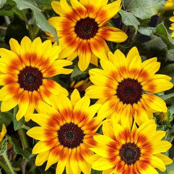 Sunflower Suncredible Saturn 3 Gal PW