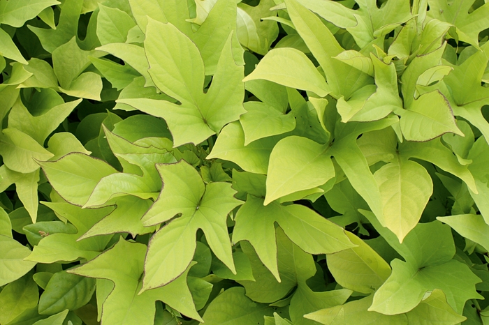 Sweet Potato Vine 4.5"