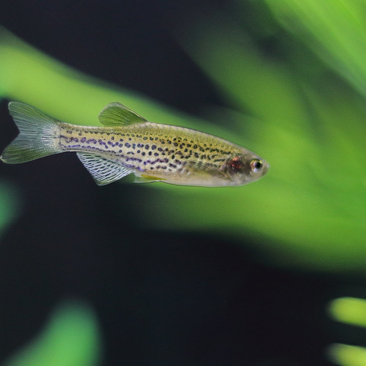 Dark Green Zebra Danio