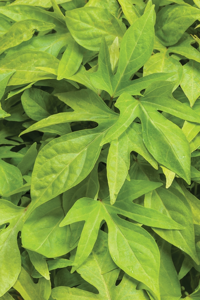 Sweet Potato Vine Caroline Medusa Quart