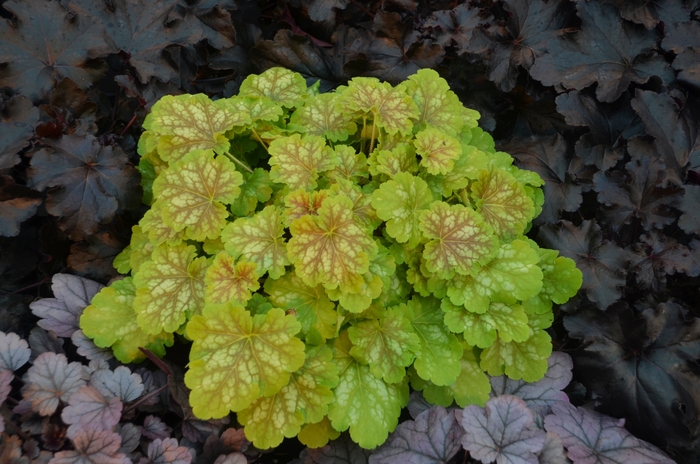 Coral Bells Zipper 1 Gal