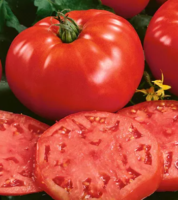 Tomato - Beef Steak