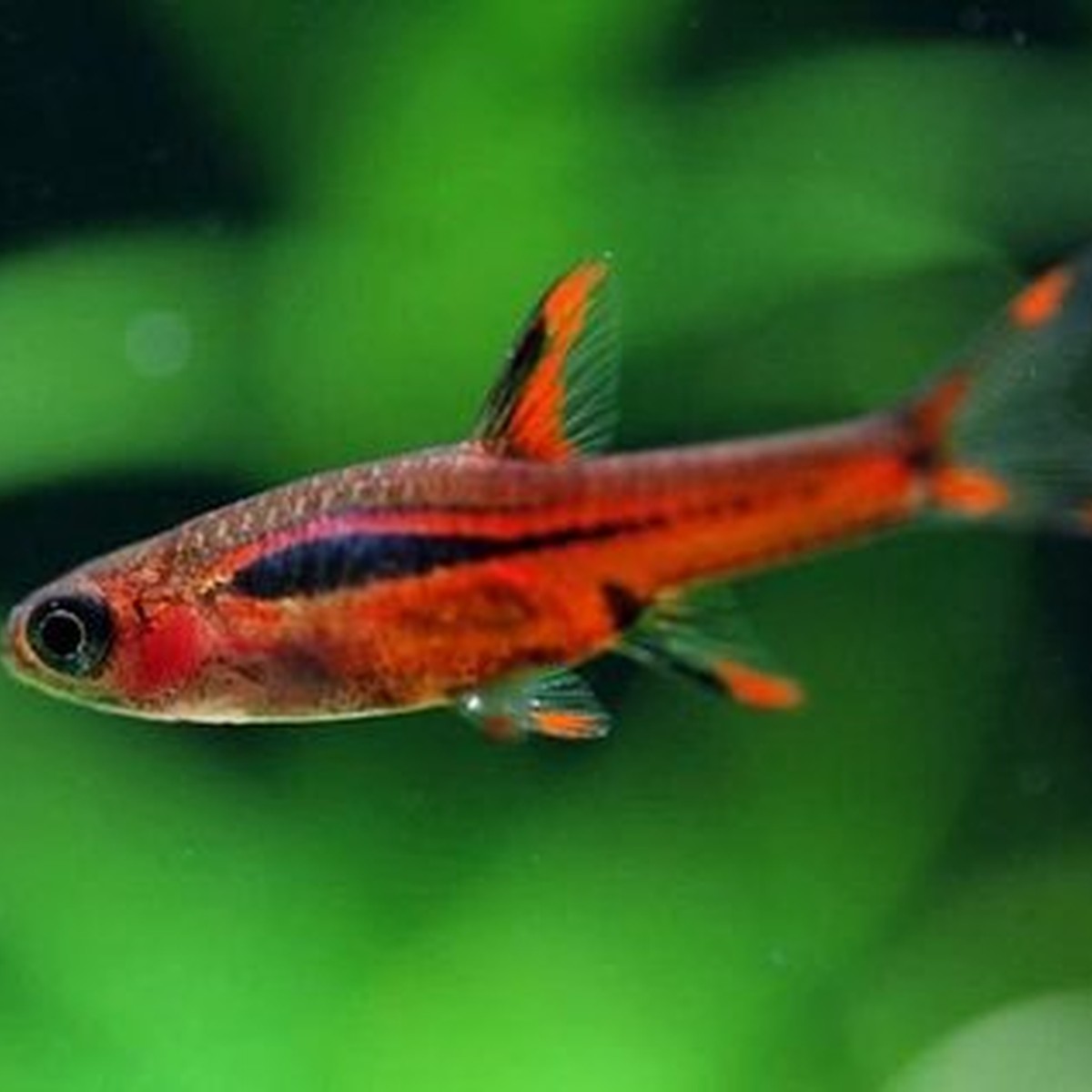 Chili Rasbora