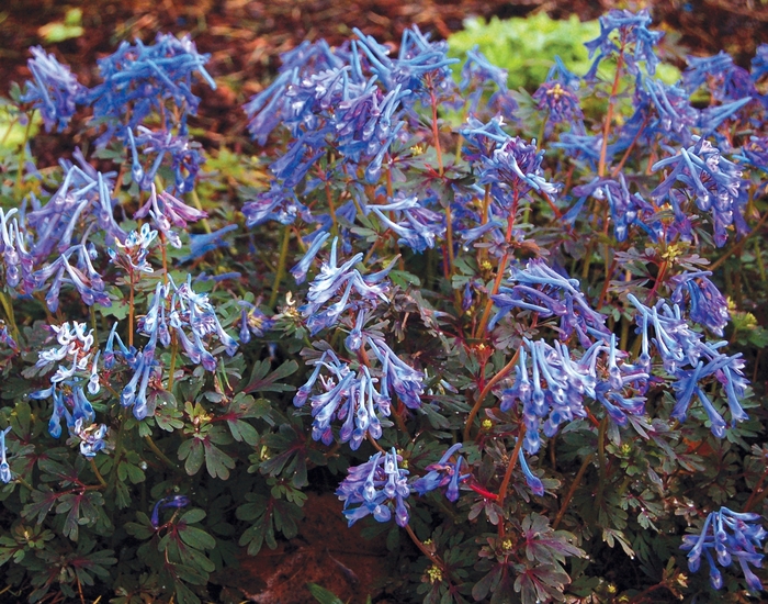 Corydalis Porcelain Blue 1 Gal