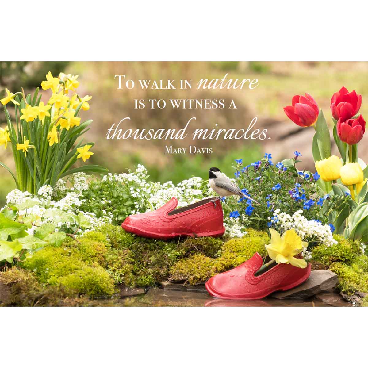 A Thousand Miracles