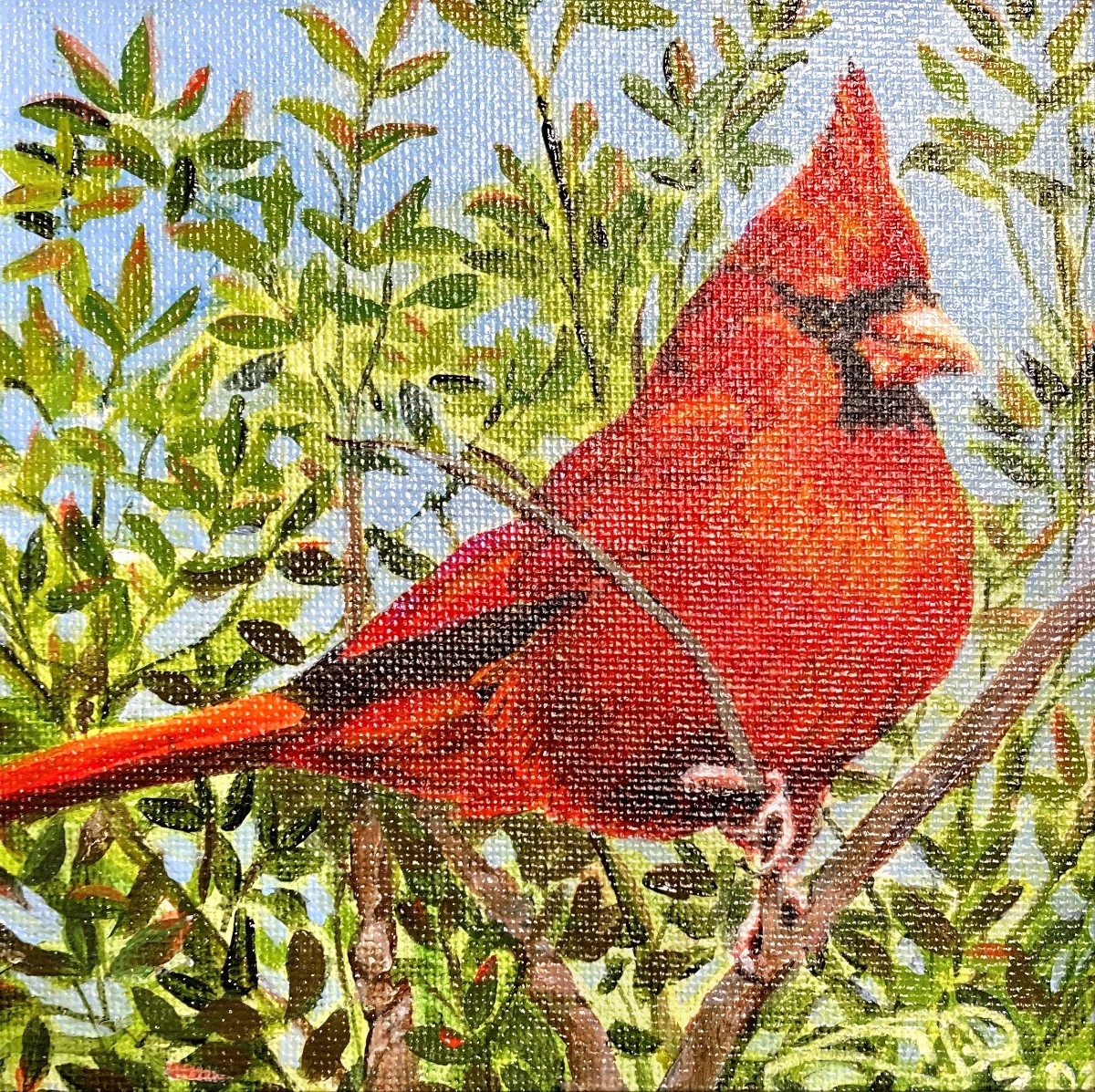 Red Cardinal