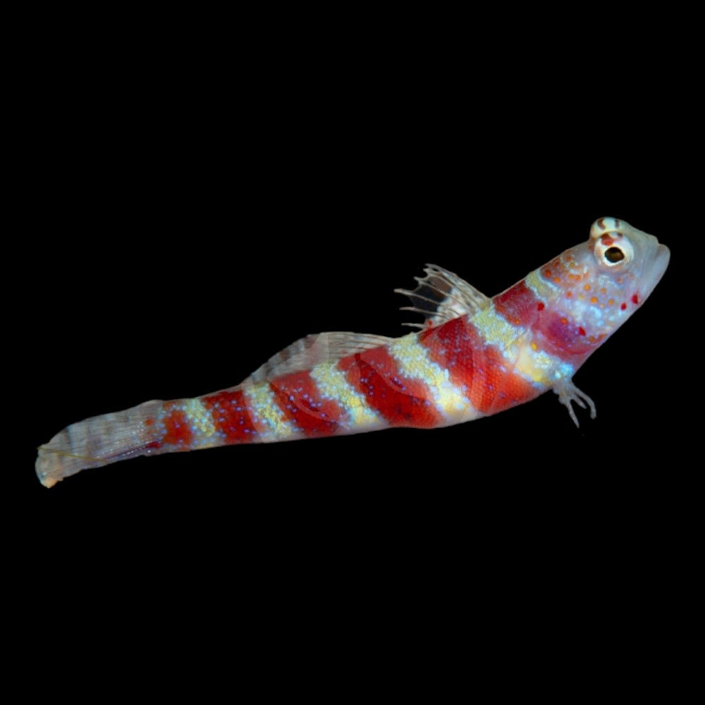 Wheelers Prawn Goby